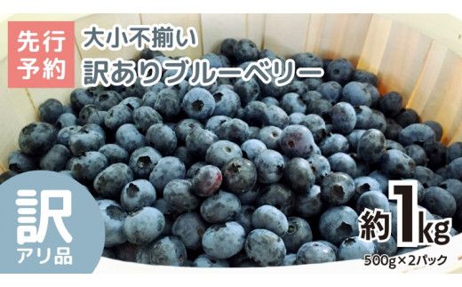《 先行予約 》ブルーベリー 大小不揃い 約 1kg【2026年6月中旬頃より発送開始】 訳アリ B品 お得 甘い 甘酸っぱい 産地直送 おやつ デザート ジャム スムージー [BK005us]