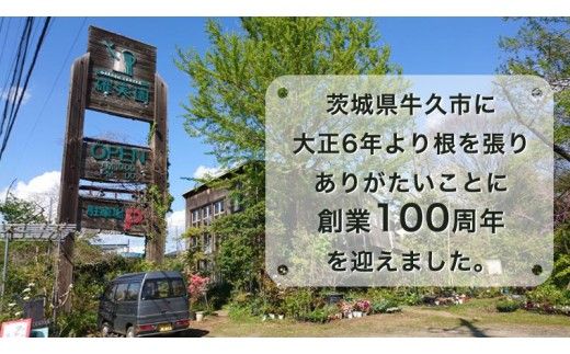 アグラオネマ シルバークイーン 5号ポット 1点 家庭 で 園芸 鉢植え 苗 庭木 果樹 ガーデニング 植物 確実園 観葉植物 インテリア 植木鉢 [BG016us]