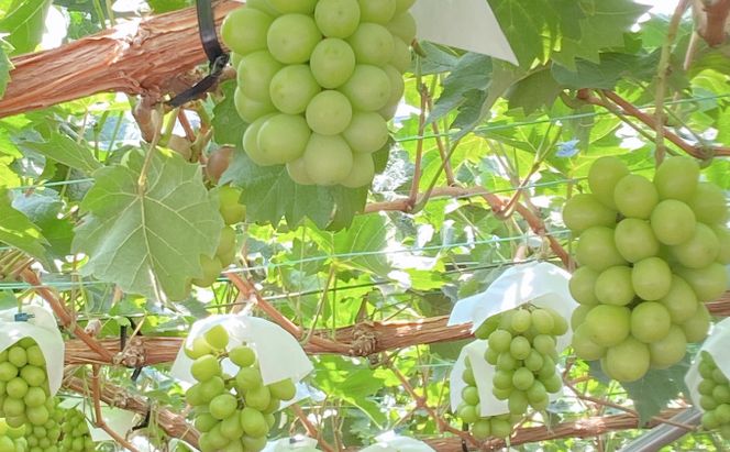 2026年予約受付中 シャインマスカット 晴王 7月～8月出荷 2房 約1.2kg  人気 岡山県産 種無し 皮ごと食べる みずみずしい  フレッシュ 晴れの国 おかやま 果物大国 ハレノフルーツ