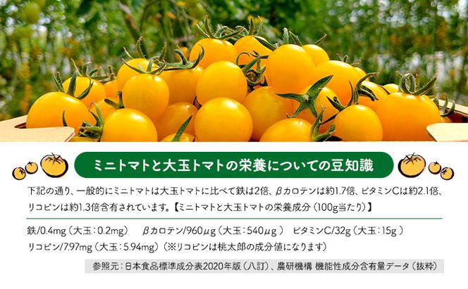 北海道 仁木町産 高糖度 ミニトマトジュース 180ml×10本 [エコスイートレモン(新品種)] 無塩・無糖・保存料無添加 栽培期間中農薬・化学肥料・除草剤不使用【2025年産】 [Farm Watanabe]