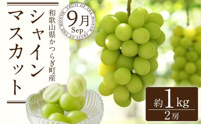 定期便全3回 【7月・8月・9月発送】 和歌山の夏のフルーツをお届け（桃・梨・シャインマスカット） ［TM224］ 303446_XH92275