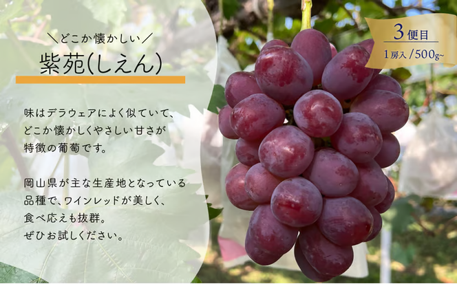 【2026年先行予約】気になる葡萄を試したい！ピオーネ・シャインマスカット・紫苑の3回便(定期便)(岡山県産)【KF-T057-01】