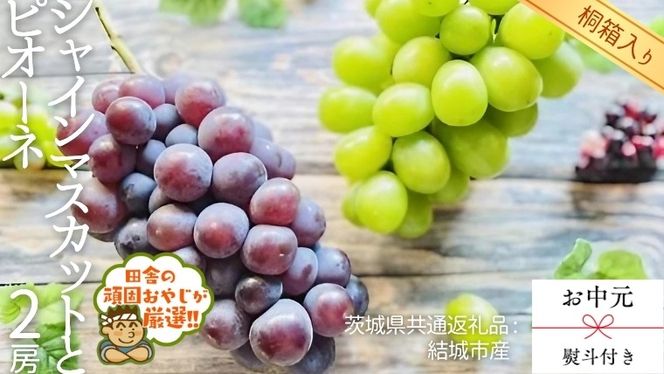 【 お中元 熨斗 付 】【 桐箱入り 】 シャインマスカットとピオーネ （各種1房ずつ）【2026年8月より発送開始】（茨城県共通返礼品 [ぶどう]：結城市産） シャインマスカット ピオーネ ぶどう 果物 フルーツ 季節 旬  [BI409-NT]