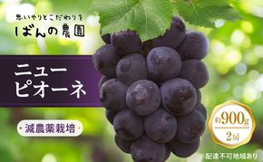 ぶどう 2026年 先行予約 ニュー ピオーネ 2房 約900g  減農薬栽培 ブドウ 葡萄  岡山県産 国産 フルーツ 果物 ギフト  ばんの農園 ニューピオーネ 種なし