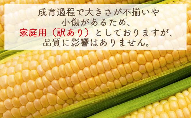 【令和8年6月中旬発送開始】トウモロコシ ３０本 家庭用 yr-0078