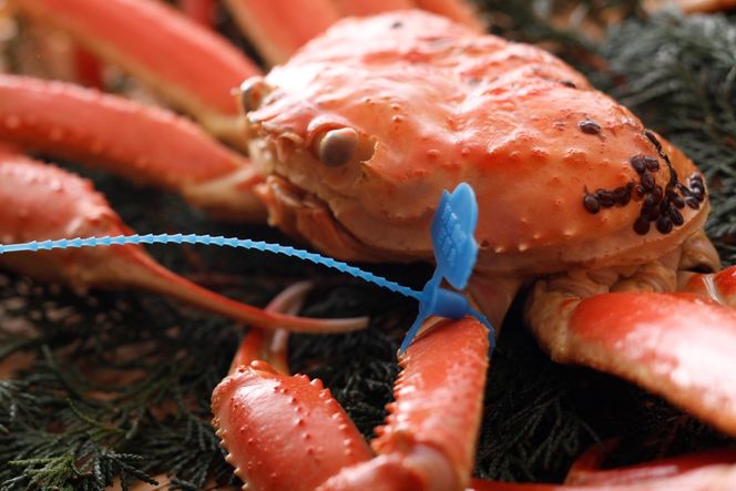 yɌLszys\zy󂠂z^O 䥂ŏtKjPkgO