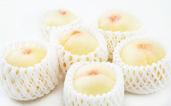 桃 定期便 2026年 先行予約 岡山 の 白桃 6玉 合計1.6kg以上×2回 お届け 化粧箱入り もも モモ 岡山産 国産 フルーツ 果物 ギフト 