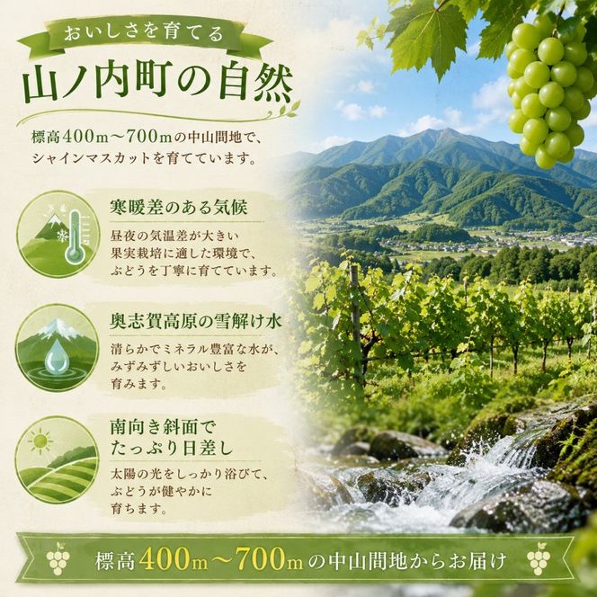 【2026年9月～発送】シャインマスカット約2kg 4～6房 長野県産