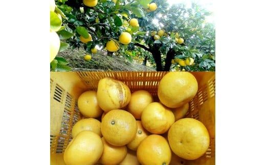 【先行予約】　文旦 約10kg 10キロ L～4Lサイズ〈2027年2月上旬から順次発送〉 土佐文旦 みかん 柑橘 ぶんたん ブンタン 果物 フルーツ デザート おやつ 三愛果樹園の土佐文旦 おいしい 美味しい【三愛果樹園】[BQAO013]