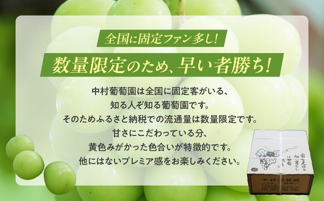 【2027年/令和9年発送分】中村葡萄園 シャインマスカット 2kg箱　人気　おすすめ　国産　贈答　ギフト　お取り寄せ　山梨県産　産地直送　フルーツ　果物　くだもの　ぶどう　ブドウ　葡萄　シャイン　シャインマスカット　新鮮　N-5