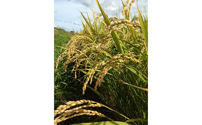 6ヵ月 定期便 仁木町「ゆめぴりか」5kg お米 米 ごはん 精米 白米 国産 北海道 こめ コメ 6回[峠のふもと　紅果園]