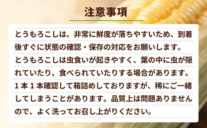 【先行予約 2026年6月中旬以降発送 】【 令和8年産 】【 訳あり 】 深夜採り 朝出荷 とうもろこし （ ゴールドラッシュ ） 約 6kg トウモロコシ スイートコーン コーン 野菜 産地直送 期間限定 岩田さん 昼めし旅 [AX021ya]