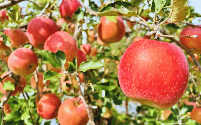 【先行予約】サンふじ 小玉 約5kg (20〜25玉）（2025年12月中旬から発送）りんご サンふじ 限定 直送 小玉 好評 (7-A42-2)