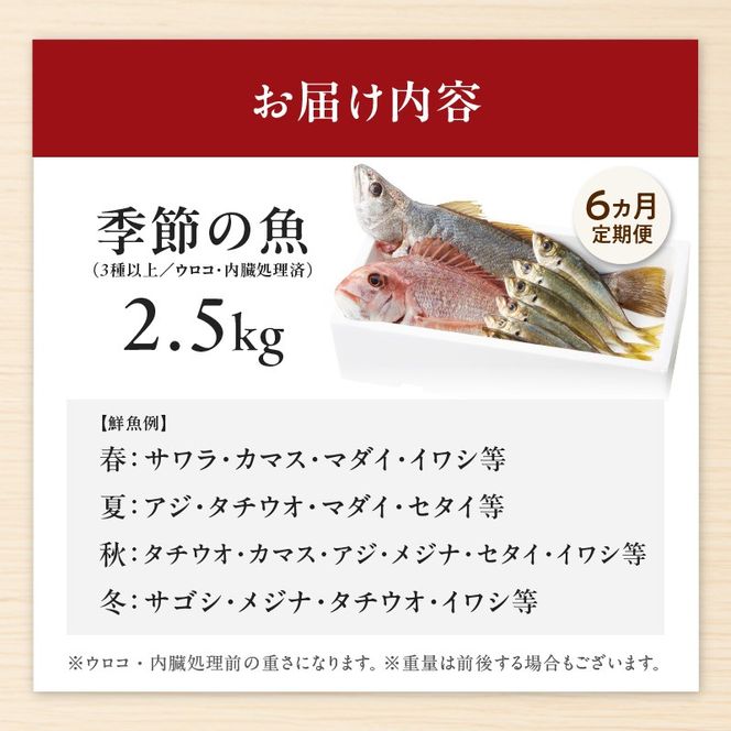 【6ヶ月定期便】大和海商の朝どれ鮮魚直送定期便　2.5kg N072-YZE075