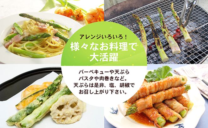 アスパラガス【さぬきのめざめ】夏芽30cmセミロングサイズ1kg グリーンアスパラガス 野菜 柔らかい シャキシャキ 旬の野菜 国産 食材 