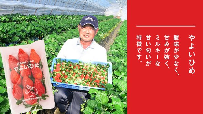 完熟 やよいひめ 4パック 先行予約 大粒 イチゴ 苺 いちご フルーツ 果物 [AF059ci]