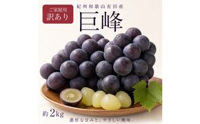 【ご家庭用】紀州有田産の巨峰ぶどう約2kg【先行予約】【2026年8月下旬以降発送予定】AN031