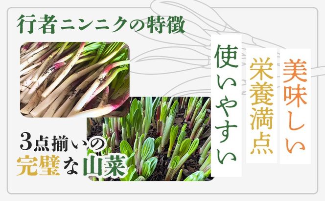 行者にんにく グリーン行者 葉部 3袋 ホワイト行者 茎部 2袋 計5袋 オンライン 申請 ふるさと納税 北海道 中標津 行者ニンニク 幻の山菜 山菜 山の幸 野菜 疲労回復 健康効果 長寿 体力増強 ダイエット 焼肉 炒め物 おかず 冷凍 中標津町【20010】