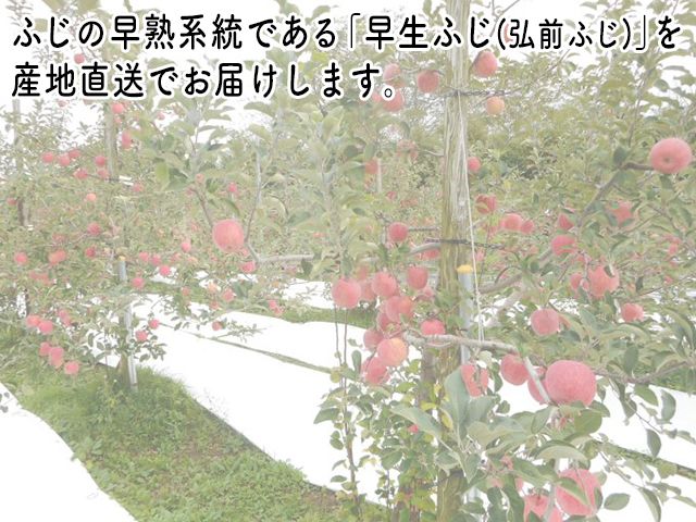 りんご 青森 早生ふじ 涼香の季節 リンゴ 約 5kg （14～18玉） 青森県 鰺ヶ沢町産 ヒバリノ園 フルーツ 果物 白神山地 林檎 ※オンライン決済のみ 