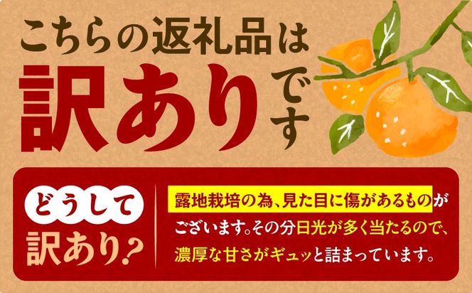 【訳あり品】旬の朝採り！鹿児島桜島小みかん 1箱　K343-003