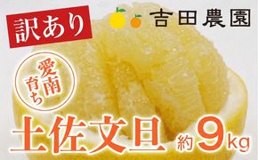 数量限定 訳あり 土佐文旦 9kg 10000円 みかん 文旦 ぶんたん 国産 家庭用 産地直送 農家直送 期間限定 ビタミン 特産品 人気 限定 さわやか 甘い フルーツ 果物 果実 柑橘 蜜柑 糖度 果樹園 おいしい 愛媛 みかん ブランド オレンジ 大小 サイズ ミックス ゼリー ジュース 人気 限定 先行 予約 事前 受付 愛南町 愛媛県 吉田農園