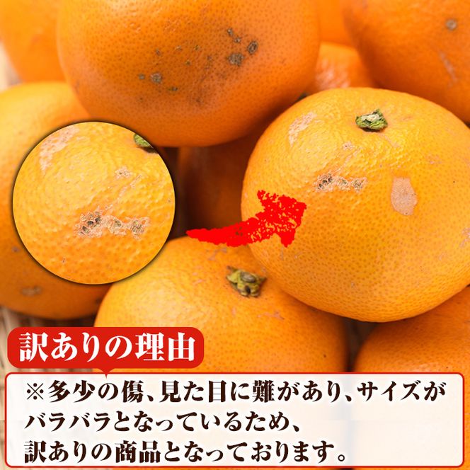 ＜先行予約受付中！2027年2月上旬以降順次発送予定＞訳あり！まなべみかん園の紅八朔(約10kg) 国産 鹿児島県産 阿久根市産 柑橘類 みかん 蜜柑 果物 ミカン デザート フルーツ 数量限定 期間限定 ご自宅用 ご家庭用【有限会社まなべみかん園】akn034-03