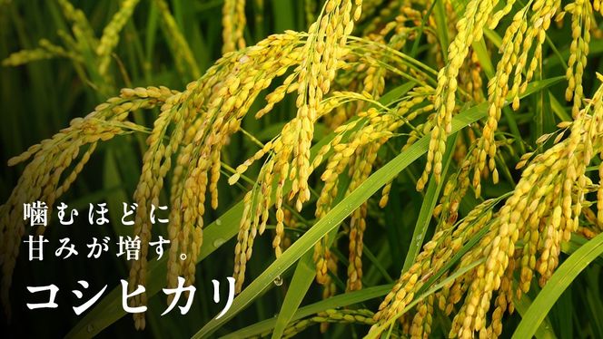 ＼ 選べる内容量 ／【 無洗米 】令和7年産 新米 コシヒカリ 5kg/10kg 茨城県つくばみらい市産 時短 手軽 粘り 甘み 茨城 こしひかり 令和7年