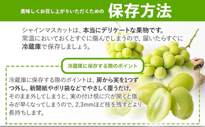 岡山県産 秀品シャインマスカット 約600g or 約1.2kg 1房 2房 葡萄 果物 秀品 厳選出荷 スイーツ フルーツ デザート 岡山県 笠岡市《9月上旬-11月上旬頃出荷》数量限定 種なしぶどう---kasaoka_zsy_34_06---