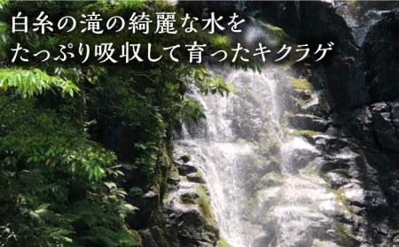 生きくらげ 100g × 4P 福岡県糸島産 糸島市/糸島きのこファーム [AFC004]