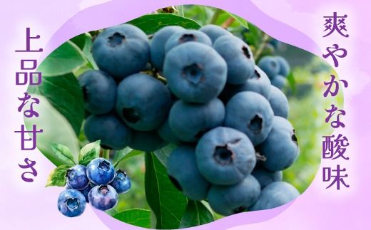 【先行受付予約】知多半島 生ブルーベリー 400g（100g×4パック） 完熟 果物 フルーツ 旬 農園直送 青果物 国産 健康 美容 愛知県 美浜町 ブルーベリーの里みはま 産地直送 ※2026年6月上旬～8月中旬に順次発送予定 送料無料 数量限定 期間限定 ※北海道・沖縄・離島への配送不可