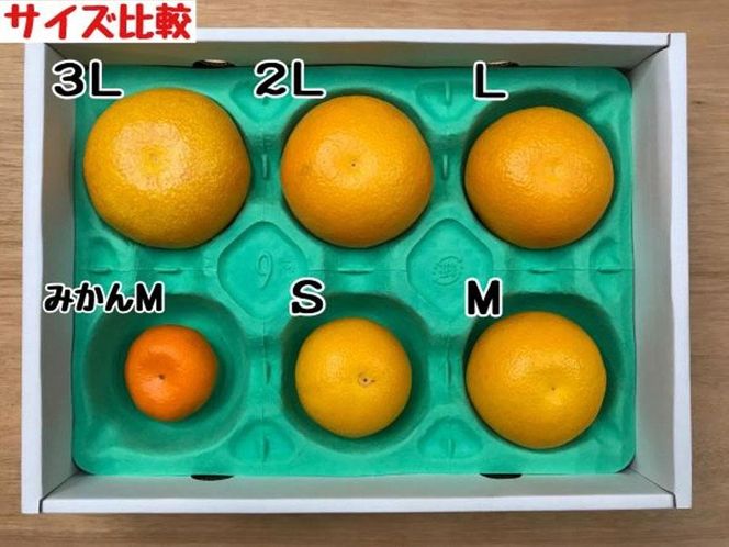 ちょっと 傷あり 木成完熟 紅はっさく 2L ～ M ( 4玉 ～ 6玉 ) 手さげ箱 【2025年4月上旬～発送】 BS788