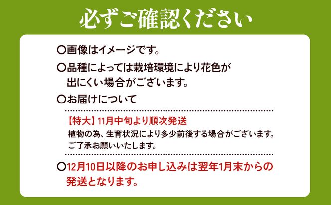 【期間限定】ユリ球根 特大球レッドカサブランカ 6球 赤花品種 花 フラワー 園芸 ガーデニング 植物 高品質 送料無料