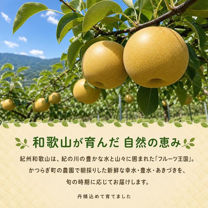 紀州和歌山産の梨 約2kg 化粧箱入◇