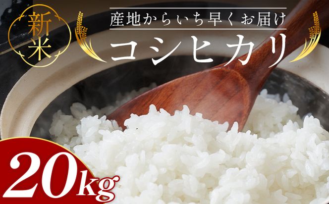 新米コシヒカリ 20kg - 新米 お米 おこめ 国産 米 精米 ひのひかり ごはん 白米 ご飯 おにぎり おむすび 料理 調理 防災 非常食 備蓄 高知県 香南市 常温 at-0048