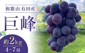 先行予約 和歌山 有田産 巨峰 約2kg 4〜7房 ぶどう フルーツ 果物［2026年8月下旬以降発送］  DU01