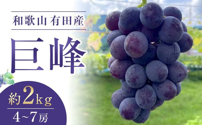 先行予約 和歌山 有田産 巨峰 約2kg 4〜7房 ぶどう フルーツ 果物［2026年8月下旬以降発送］  DU01