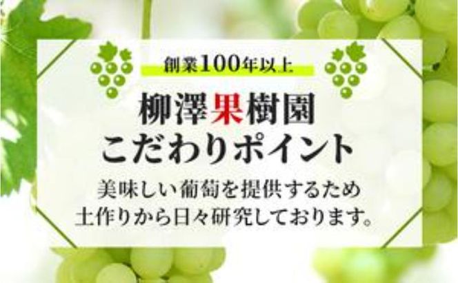 （地域・期間限定）訳あり柳澤果樹園のシャインマスカット約1.1kg 果物 ぶどう フルーツ おやつ デザート 食後 秋の味覚 産地直送 長野県産 有機肥料