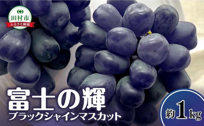 【先行予約】富士の輝 約1kg 冷蔵 種無し 種なし 家庭用 シャインマスカット ブドウ ぶどう 品種 果物 甘い 巨峰 美味しい 希少 人気 ランキング おすすめ 福島県 田村市 鈴木農園