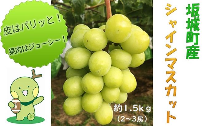 シャインマスカット 約1.5kg 2房～3房 YANAGISAWA ぶどう 長野 マスカット ブドウ フルーツ 果物 シャイン【 果物類 】 葡萄 