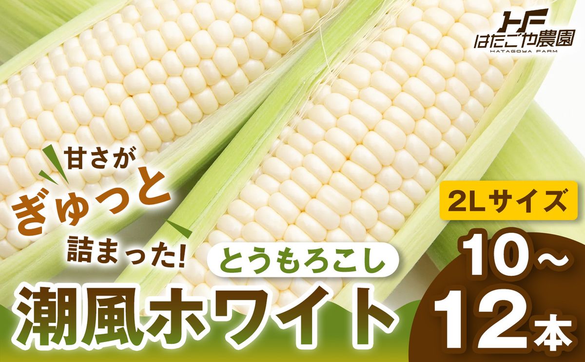 [夏の味覚]潮風ホワイト 2Lサイズ 10〜12本 とうもろこし トウモロコシ 白 コーン とうもろこし BBQ 焼き肉 白浜町 304018_ET02