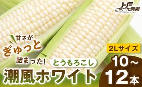 【夏の味覚】潮風ホワイト 2Lサイズ 10～12本 とうもろこし トウモロコシ 白 コーン とうもろこし BBQ 焼き肉 白浜町 304018_ET02