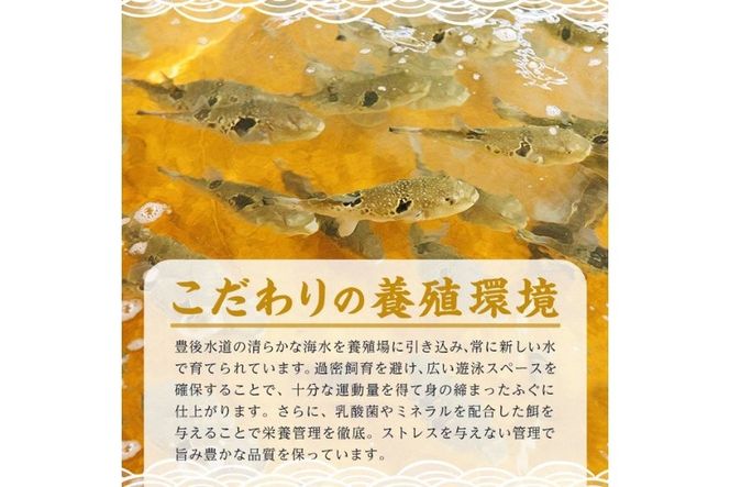 ＜ 訳あり ・ 簡易包装 ＞ 豊後水道 とらふぐ 切り身 (計1.2kg) ふぐ フグ トラフグ ふぐ鍋 唐揚げ ふぐちり てっちり 小分け 切身 切り身魚 切身魚 大容量 国産 冷凍 養殖 岬ふぐ【JJ002】【浪井丸一水産】
