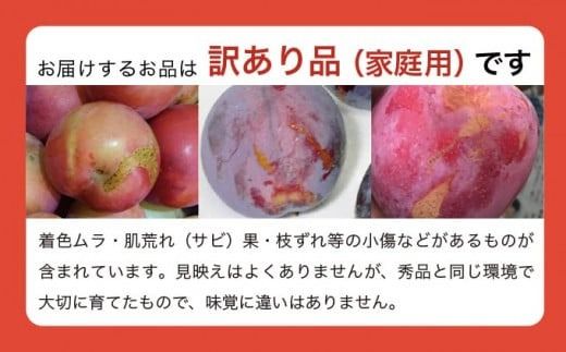 【訳あり】プラム 約2.5kg ［おぶせファーマーズ］数量限定 果物類 フルーツ 規格外 不揃い 家庭用 長野県産 信州産 クール便 冷蔵便 お取り寄せグルメ 【2025年8月上旬～9月中旬発送】［FH-86］