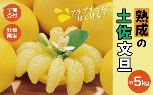 [早期受付・数量限定]熟成の土佐文旦5kg 家庭用 予約 先行 先行受付 早期 早期受付 数量限定 2026年配送 家庭用 5kg 大人気 リピーター 限定 国産 フルーツ 果物 旬 文旦 ぶんたん ブンタン 土佐文旦 柑橘 柑橘類 オススメ 四万十市 四万十 しまんと 高知県 高知 南国 土佐 四国 産地直送 農家直送 お取り寄せ 送料無料 [2026年2月下旬より発送]25-551