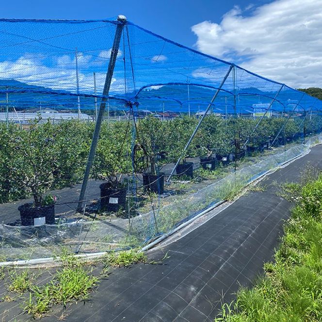 【ふるさと納税】令和8年夏季予約販売 摘みたて 生ブルーベリー 1kg 〈お届け：2026年8月末まで 〉フルーツ ブルーベリー