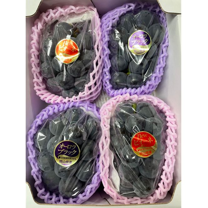 2026年 早期受付 ぶどう ピオーネ＆オーロラブラック セット 3～4房 約2kg 岡山県高梁市産 うめづぶどう園 化粧箱入り 葡萄 ブドウ