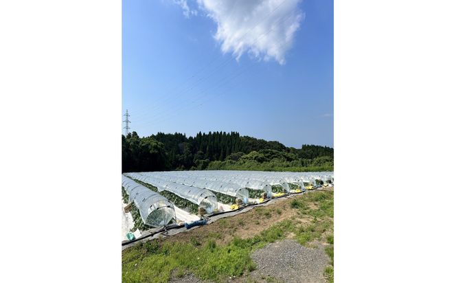 ※先行予約【鳥取県産】マリアージュメロン2玉　※12月上旬頃発送予定 313726_CY025