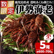 ＜先行予約受付中！2026年9月上旬以降順次発送予定＞期間・数量限定！鹿児島県産 伊勢海老(5尾・計600g～700g) 国産 鹿児島県産 海老 えび エビ 伊勢海老 味噌汁 小サイズ 刺身 海鮮 海の幸 海産物【福美丸水産】akn033-21