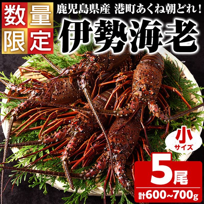＜先行予約受付中！2026年9月上旬以降順次発送予定＞期間・数量限定！鹿児島県産 伊勢海老(5尾・計600g～700g) 国産 鹿児島県産 海老 えび エビ 伊勢海老 味噌汁 小サイズ 刺身 海鮮 海の幸 海産物【福美丸水産】akn033-21