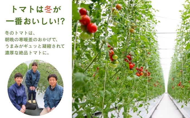 めんごいとまと TYレッドオーレ 150g×12パック ( 計1.8kg ) 4月発送 めんごいとまとたむら アイメック栽培 ミニトマト トマト プチトマト 冬トマト 野菜 農家直送 ギフト プレゼント 新鮮 福島県 田村市 堀越農園 N057-003